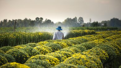 Agriculture